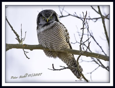 Northern Hawk owl tree.jpg