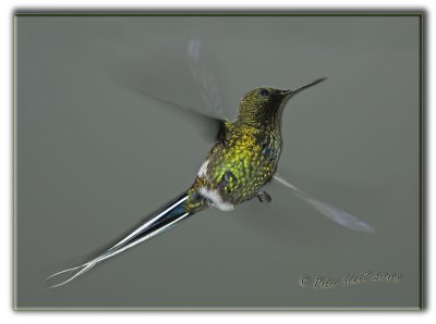 Male green thorntail.jpg