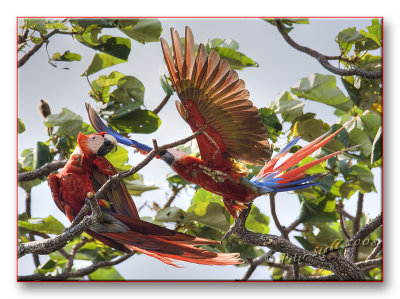 Macaws in the wild play fighting