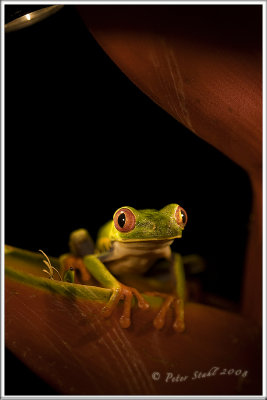 Red eye tree frog flashlight.jpg