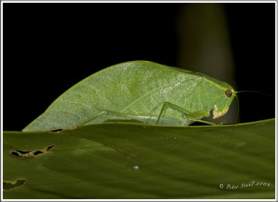 Leaf bug.jpg