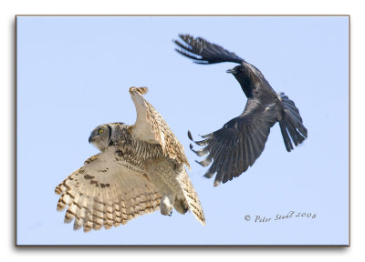 Crow and gho in flight.jpg