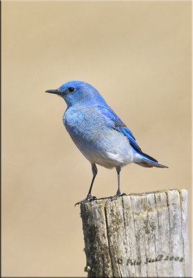 Mountain Bluebird