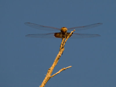 Dragonfly 8_4_08 01 cropped.jpg