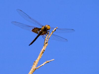 Dragonfly 8_4_08 02 cropped.jpg