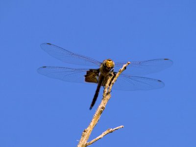 Dragonfly 8_4_08 03 cropped.jpg