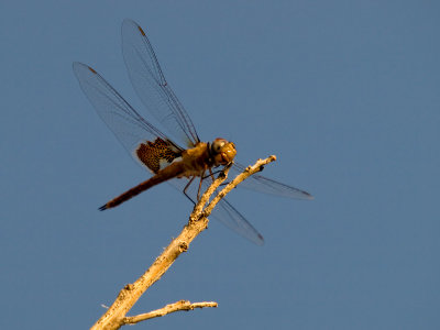 Dragonfly 8_4_08 05 cropped.jpg