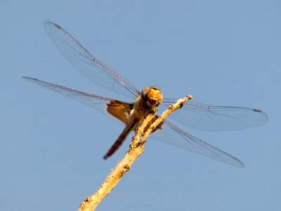 Dragonfly 8_4_08 07.jpg