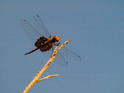 Dragonfly 8_4_08 10 filtered.jpg