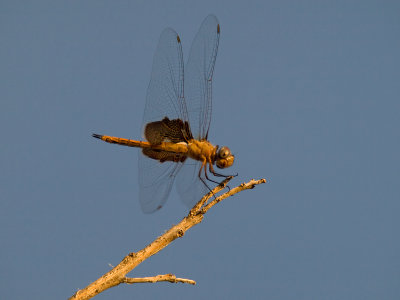 Dragonfly 8_4_08 15.jpg
