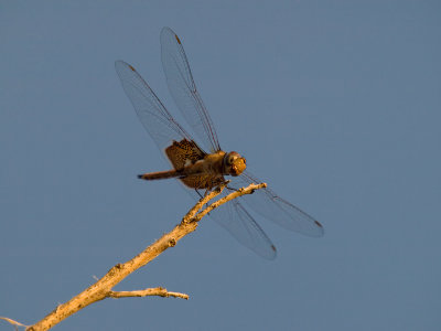 Dragonfly 8_4_08 16.jpg
