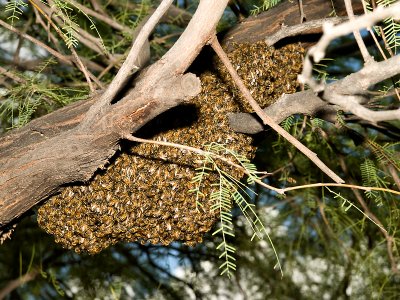 Bee Swarm 01.jpg