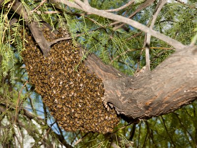 Bee Swarm 02.jpg