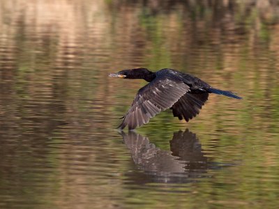 cormorants