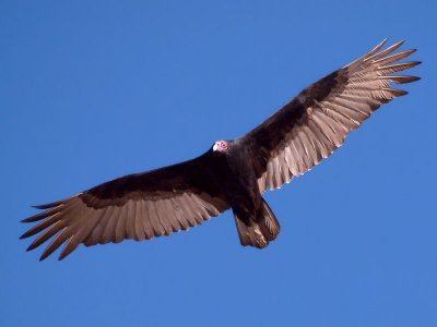 turkey_vultures