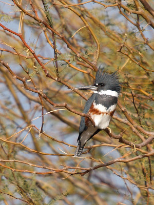 kingfisher