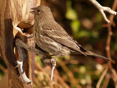 Sparrow 1.jpg
