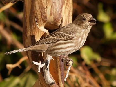 Sparrow 3.jpg