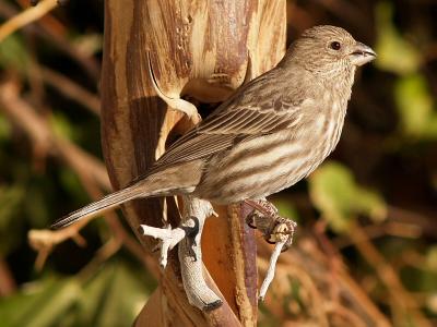 Sparrow 4.jpg