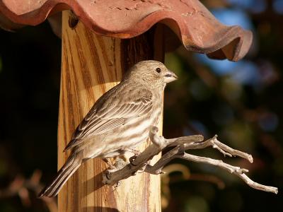 Sparrow 6.jpg