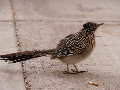 Road Runner with a habit resized.jpg