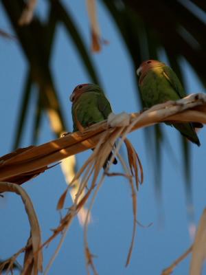 Love Birds in Palm lo rez.jpg
