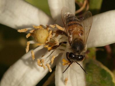 Citrus Bee resized.jpg