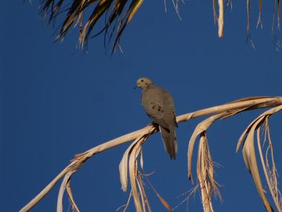 Dove with 600mm.jpg