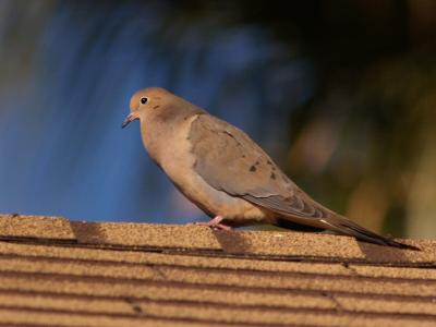 Dove at 100ft.jpg
