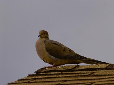 Dove on Roof.jpg
