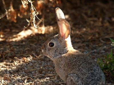 g3/28/597028/3/56827085.BunnyFooFoolorez.jpg