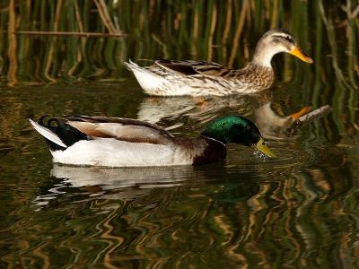 Mallard Pair lo rez.jpg