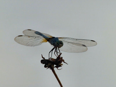 Blue Dancer 2.jpg