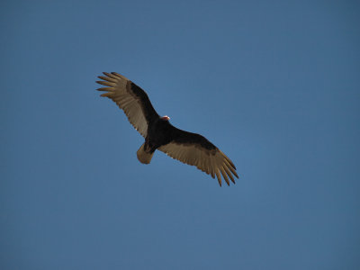 Turkey Vulture 01.jpg
