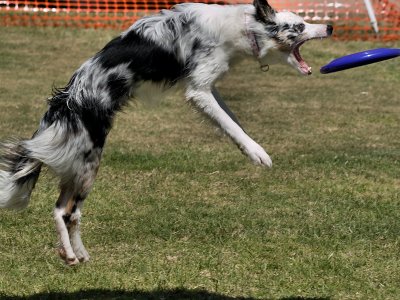 frisbee_dogs
