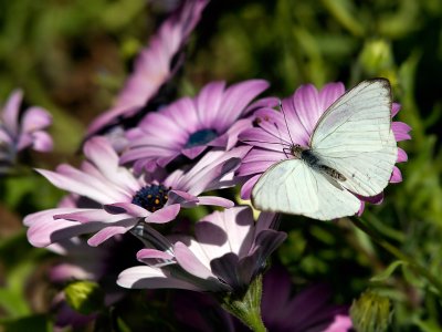 White Butterfly 03.jpg