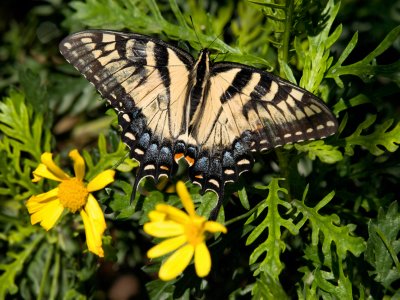 Eastern Tiger Swallowtail 01.jpg