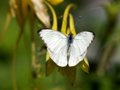 White butterfly 01 cropped.jpg