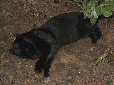 Black Jaguar sleeping