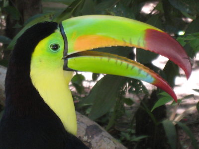 Toucan Sam