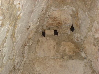 Bats in a temple - Tikal