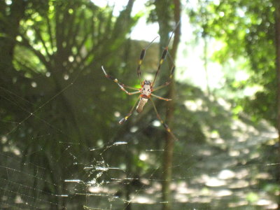 Spider - Tikal