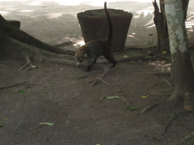 Tikal Racoon