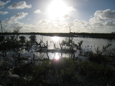 Sunset over Swamp