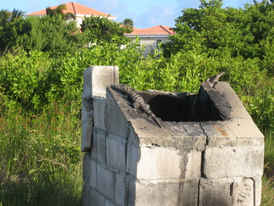 Iguanas