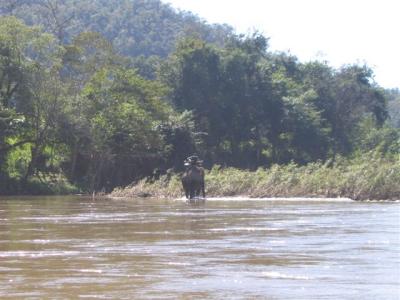 Elephant in the river..