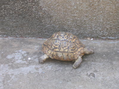Mozambique Turtle
