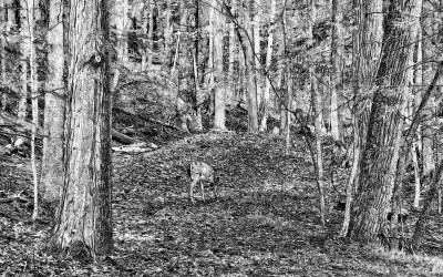 Deer Sketch #3