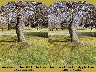 A 3D Of The Old Apple Tree