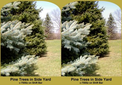 3D Pine Trees In The Side Yard